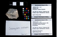 Foto (Objekt + Etikett) von Cracensigillatus acutirostris (Moericke, 1889)  (NHMW-GEO-1990-0041-3709)